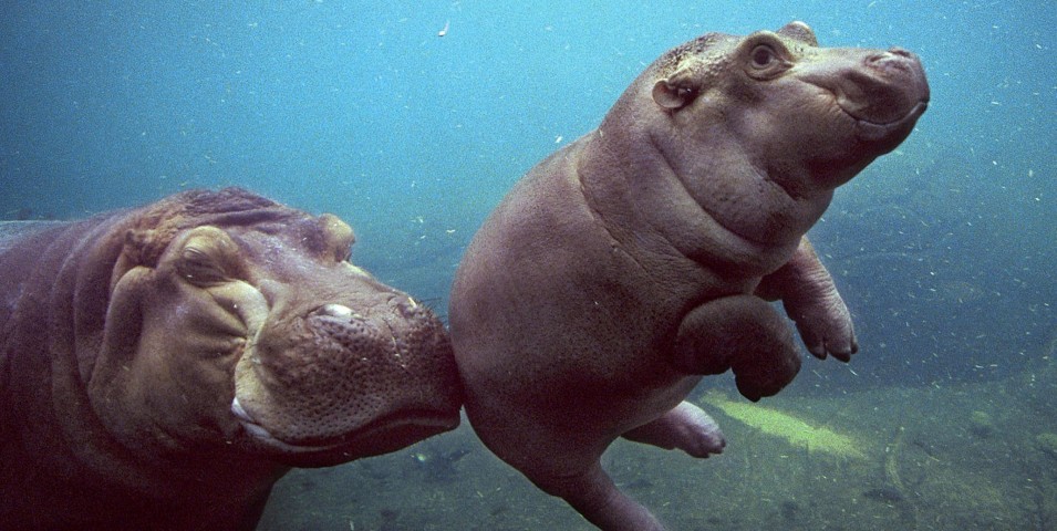 Flodhest puffer blidt til sin unge under vand